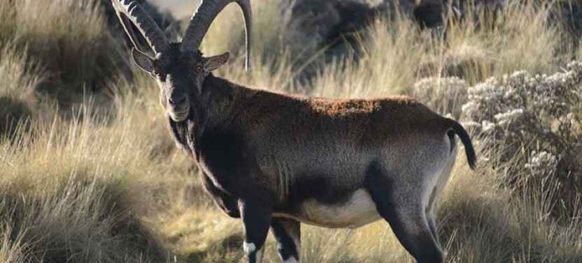 15-day Northern Ethiopia: A Journey Through Time