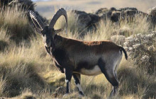 Vowland Ethiopia Tour3