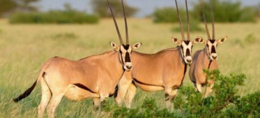 8 Days Harar, Awash Safari And Bale Mountains Trip