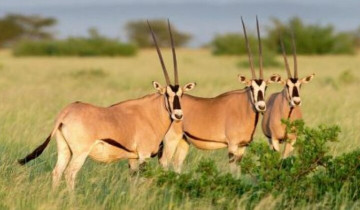 A picture of 8 Days Harar, Awash Safari And Bale Mountains Trip