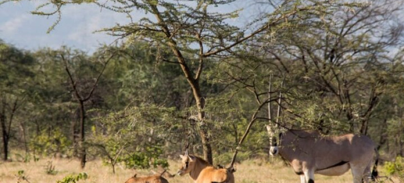 8 Days Harar, Awash Safari And Bale Mountains Trip