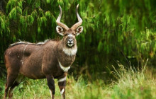 Vowland Ethiopia Tour7