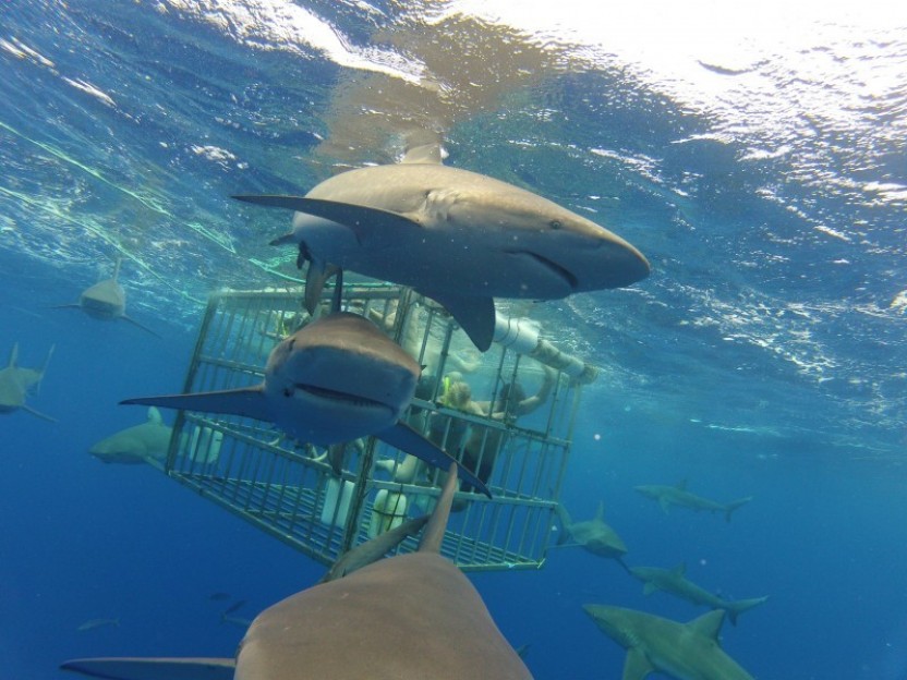 Shark Viewing Experience with Optional Cage Snorkeling