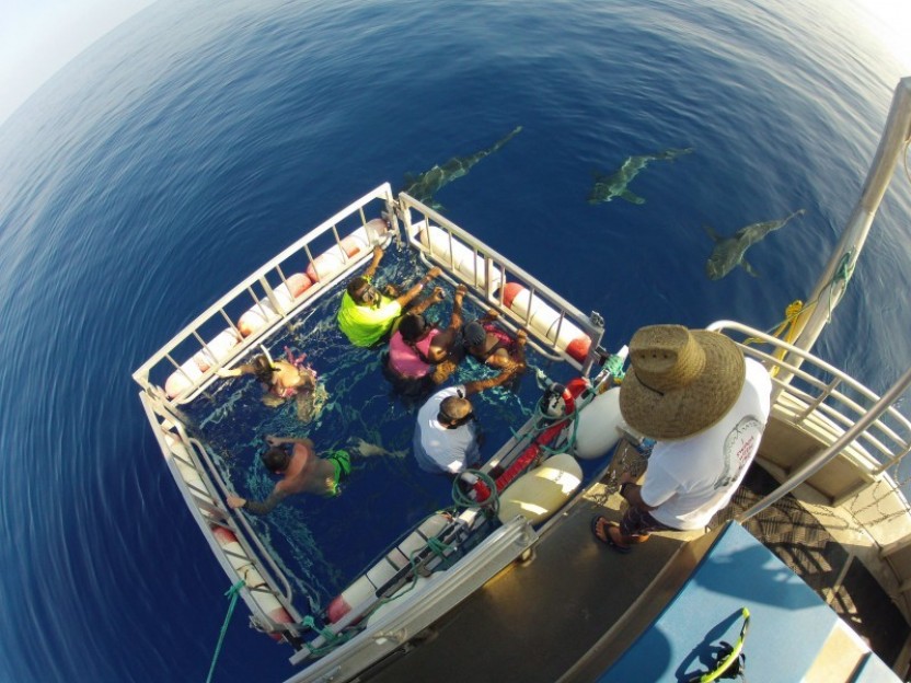 Shark Viewing Experience with Optional Cage Snorkeling