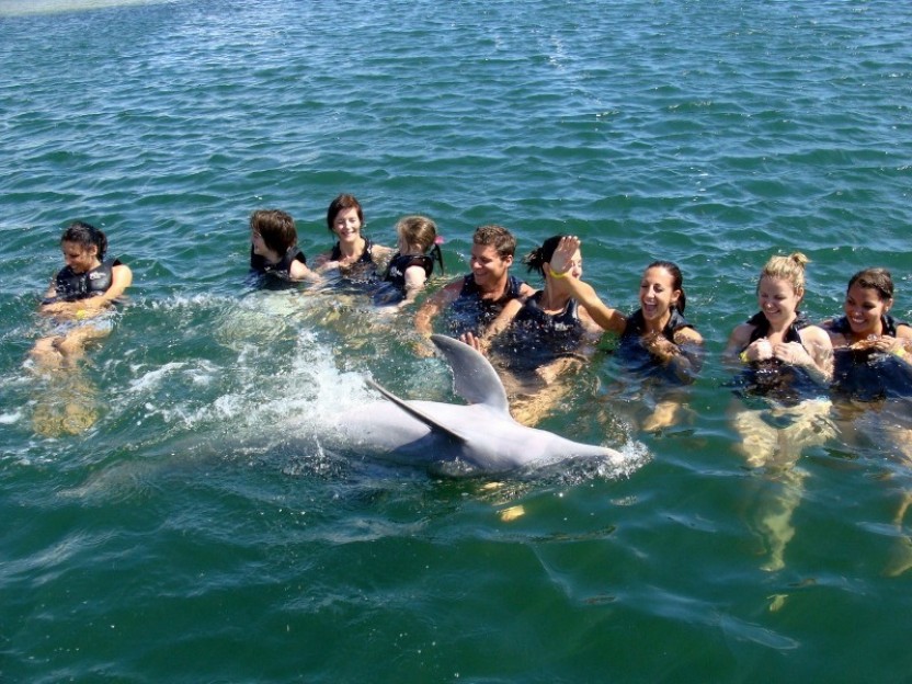 Dolphin Royal Swim: Grand Cayman (East)