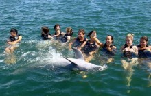 Dolphin Royal Swim: Grand Cayman (East)