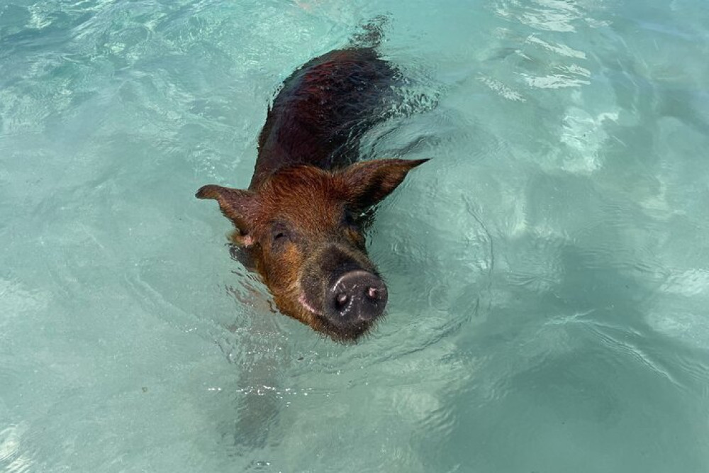 3 Islands Boat Adventure: Swimming Pigs, Snorkeling, and Turtles