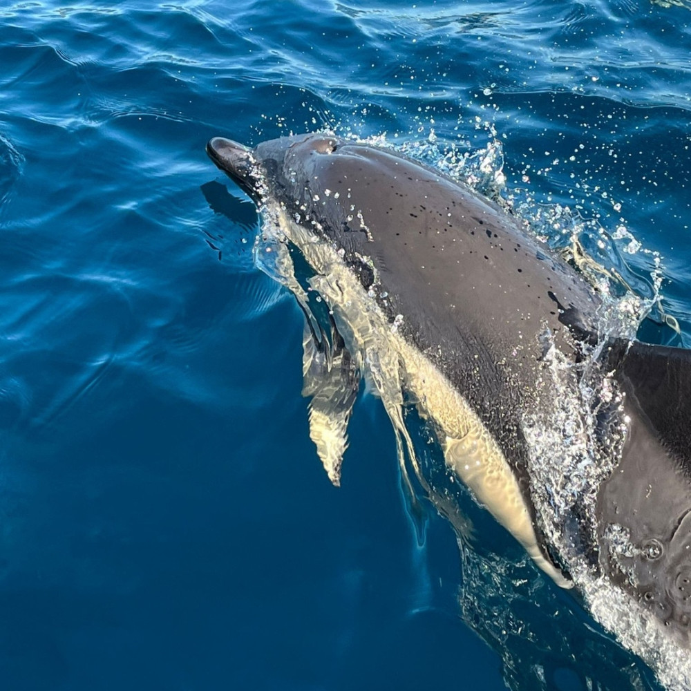 Dolphin Watching