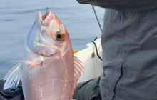 Blue Front14