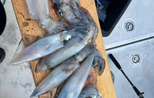 Blue Front19