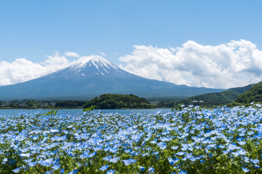 Mount Fuji Day Trip : Adventure around Lake Kawaguchiko