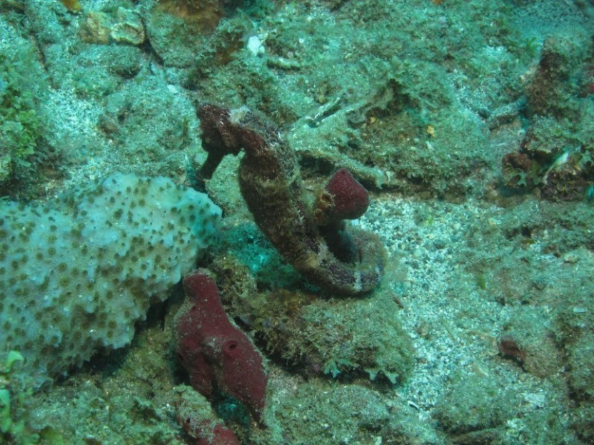 10 Dive Package