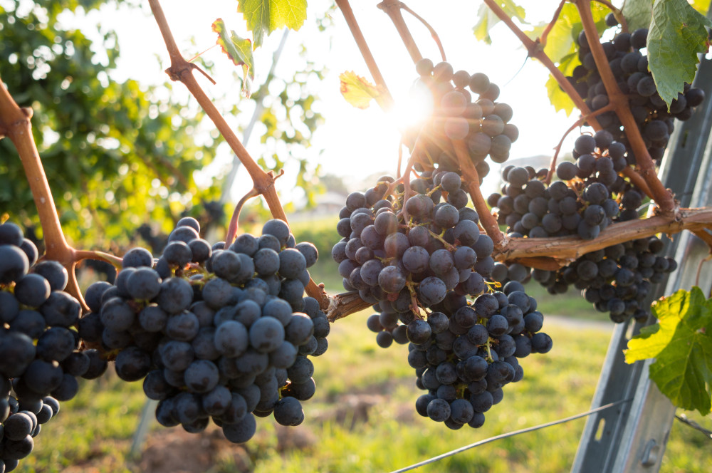 Group Wine Tasting & Lunch on Mount Vesuvius from Naples