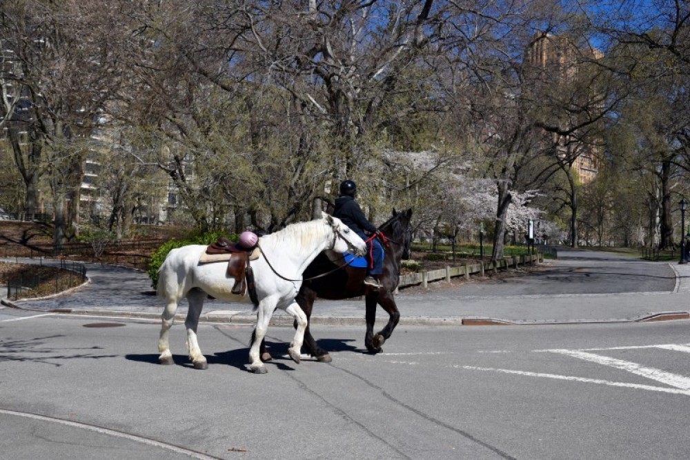 Horseback Riding in Central Park New York City Project Expedition