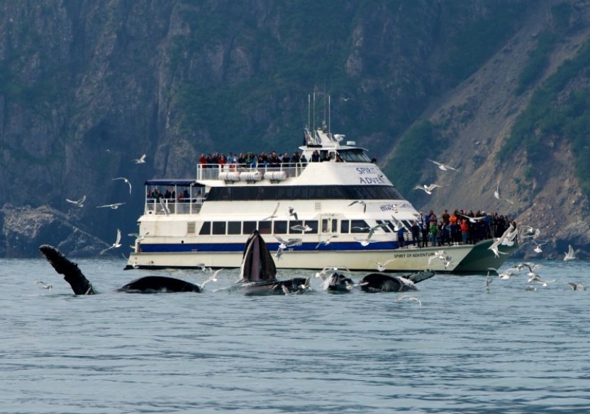 6 HR Kenai Fjords National Park Cruise Holgate Glacier Only
