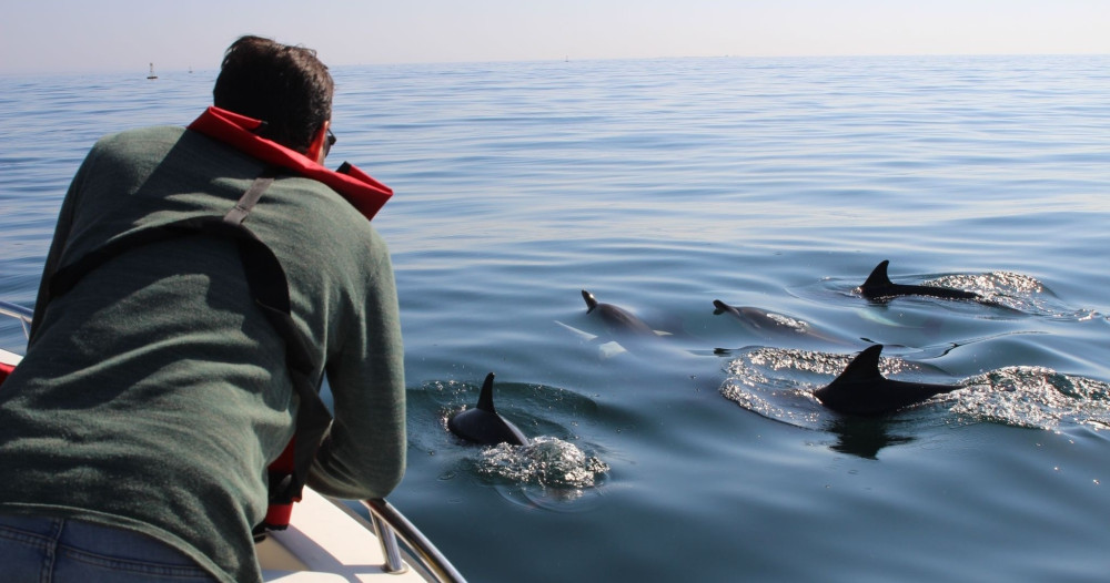 Small Group Dolphin Watching Tour