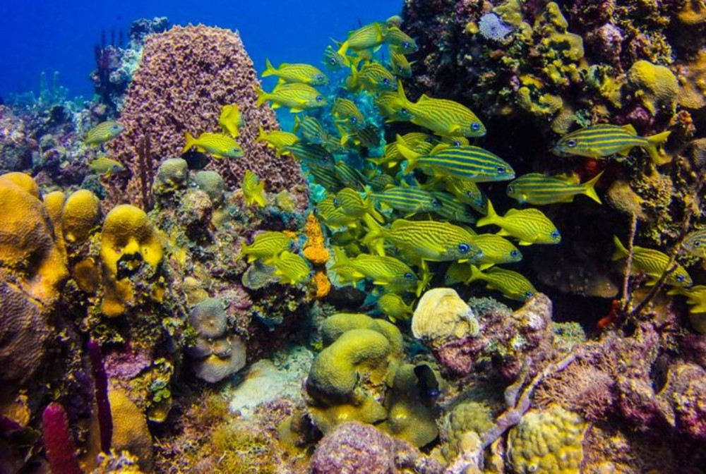 Catalina Island Day Trip Snorkeling Adventure & Altos de Chavon