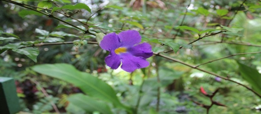 Barbados Garden Delight Tour