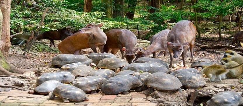 Wildlife and any Garden Tour