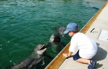 Assistant Dolphin Trainer