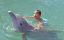 Dolphin Close Encounter