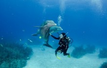 Open Ocean Dolphin Swim