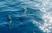 MANA Cruises + Charters4