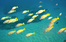 MANA Cruises + Charters6