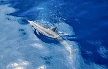 MANA Cruises + Charters13