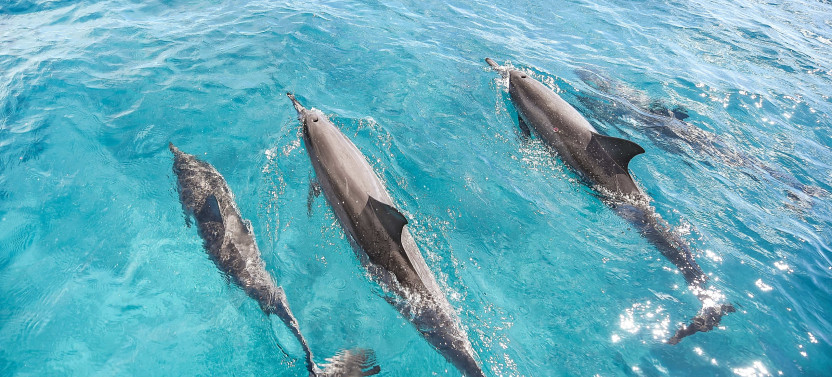 Venture Ko Olina Wildlife Snorkel Cruise (Private Charter)