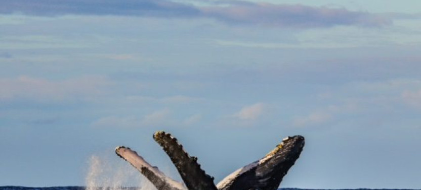 Venture Whale Watch + Snorkel Cruise (Private Charter)