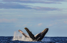 MANA Cruises + Charters1