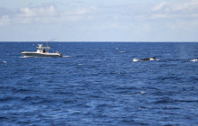 MANA Cruises + Charters4