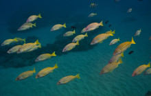 MANA Cruises + Charters10