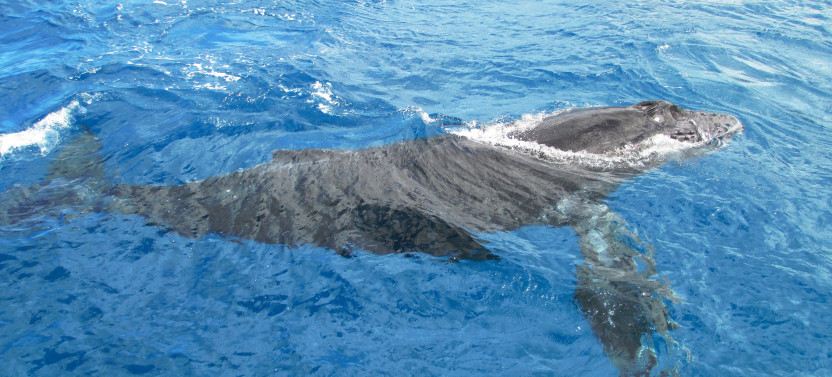 Private Venture Ko Olina Whale Watch Cruise