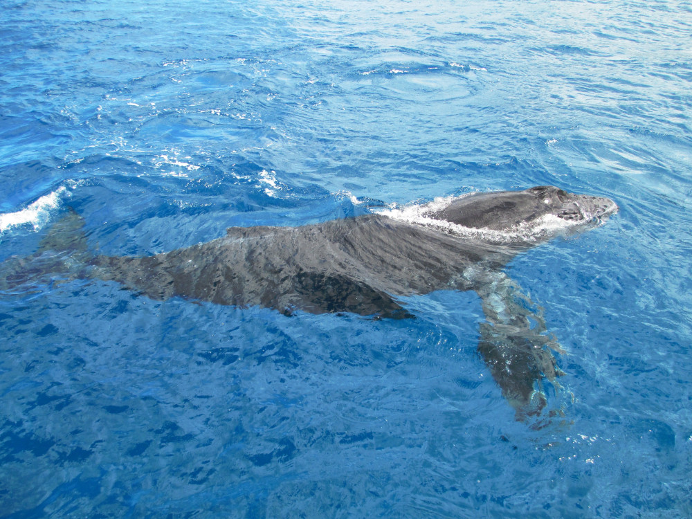 Venture Ko Olina Whale Watch