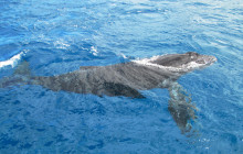 MANA Cruises + Charters1