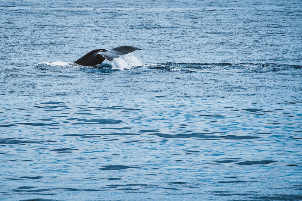 MANA Cruises + Charters