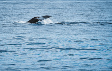 MANA Cruises + Charters4