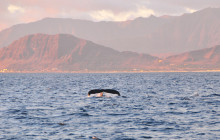 MANA Cruises + Charters6