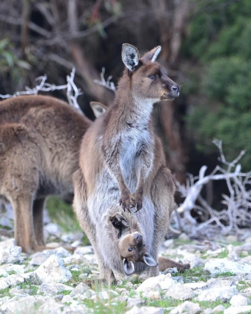 3-Day Inclusive Kangaroo Island Tour