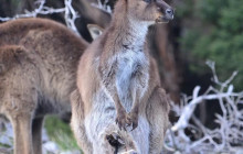 Kangaroo Island Trails1