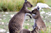 Kangaroo Island Trails5