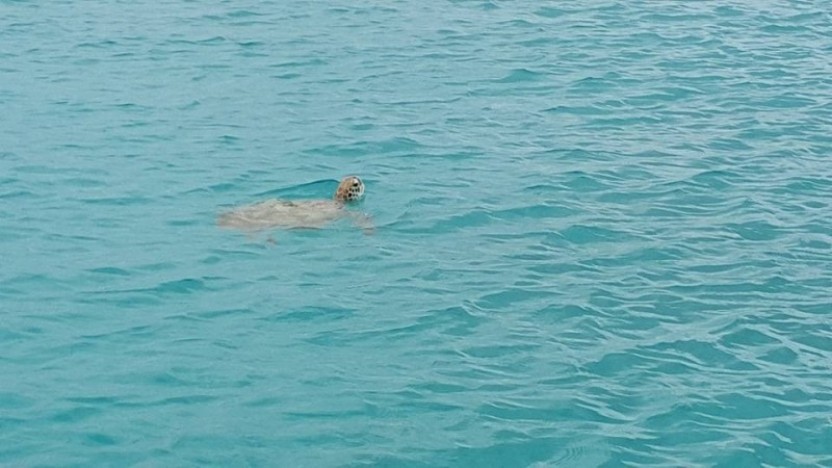 Turtle and Shipwreck Tour