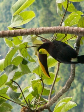 Bird Watching Tour