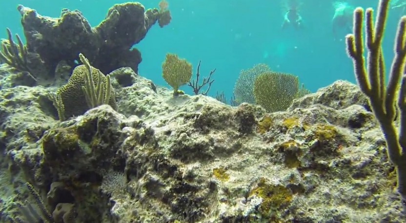 Snorkeling Adventure