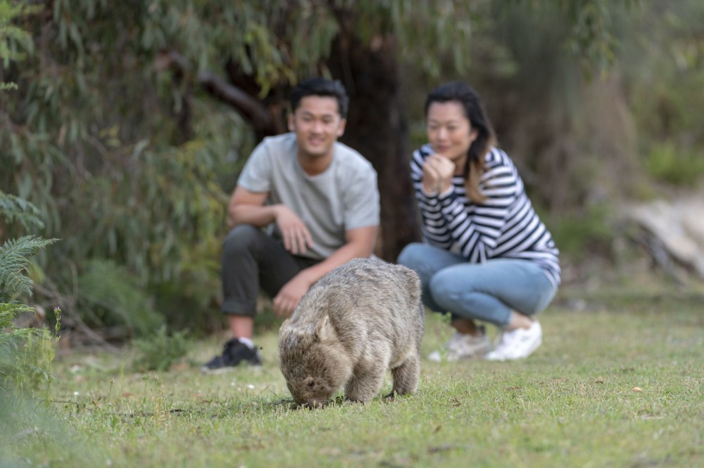 Wilsons Promontory National Park Tour