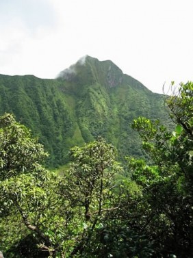 Rainforest Hike