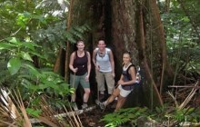 Rainforest Hike