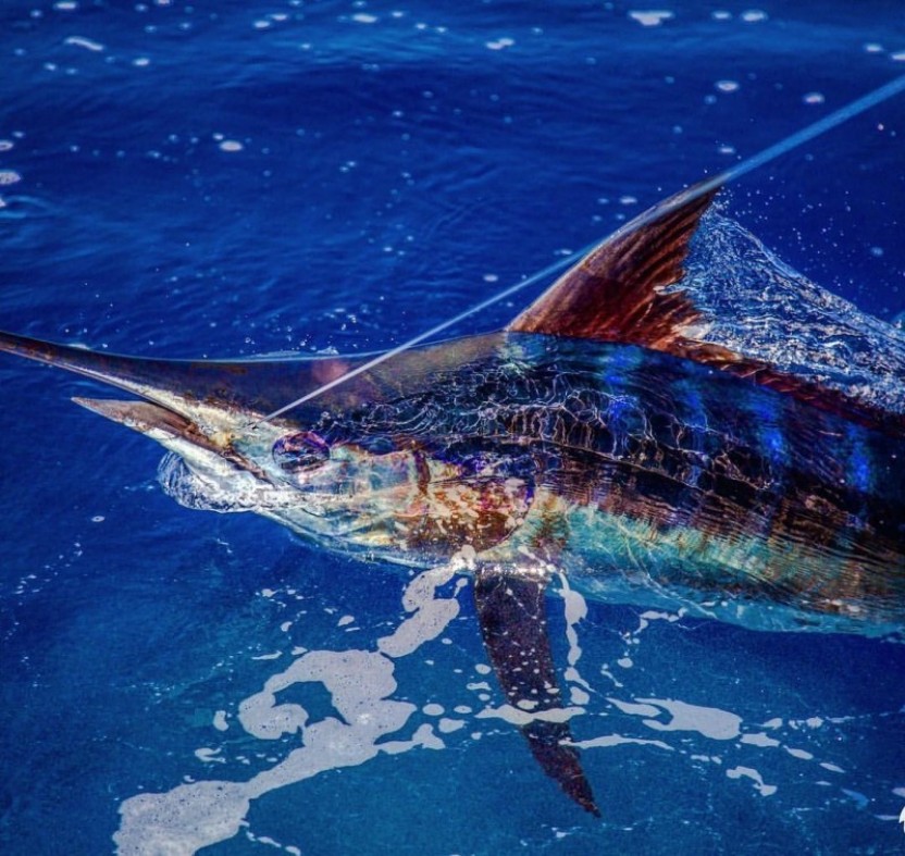 Full Day Deep Sea Fishing Charter